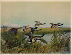 The Mallards